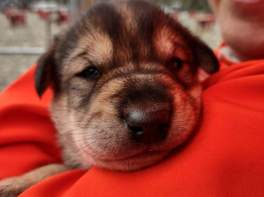 AK Sled Dog Tours-塔尔基特纳必去景点