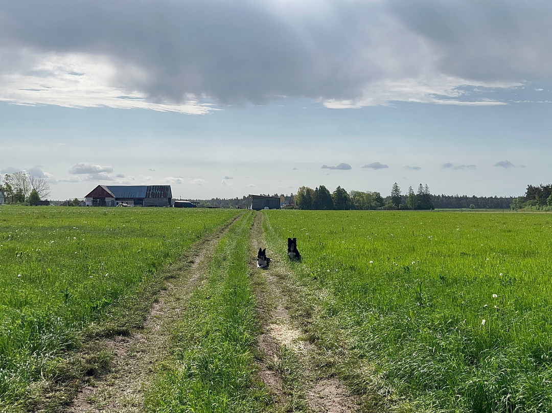 Your Gotland Tours-Slite必去景点