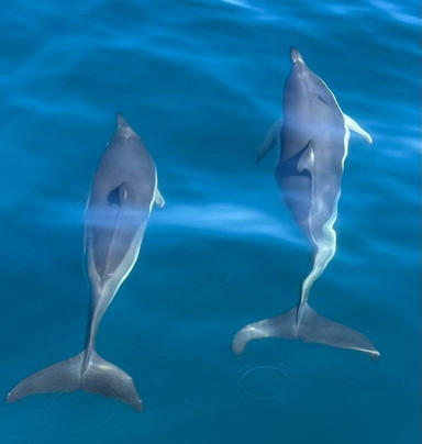 BATE-A-ASA-塞新布拉必去景点