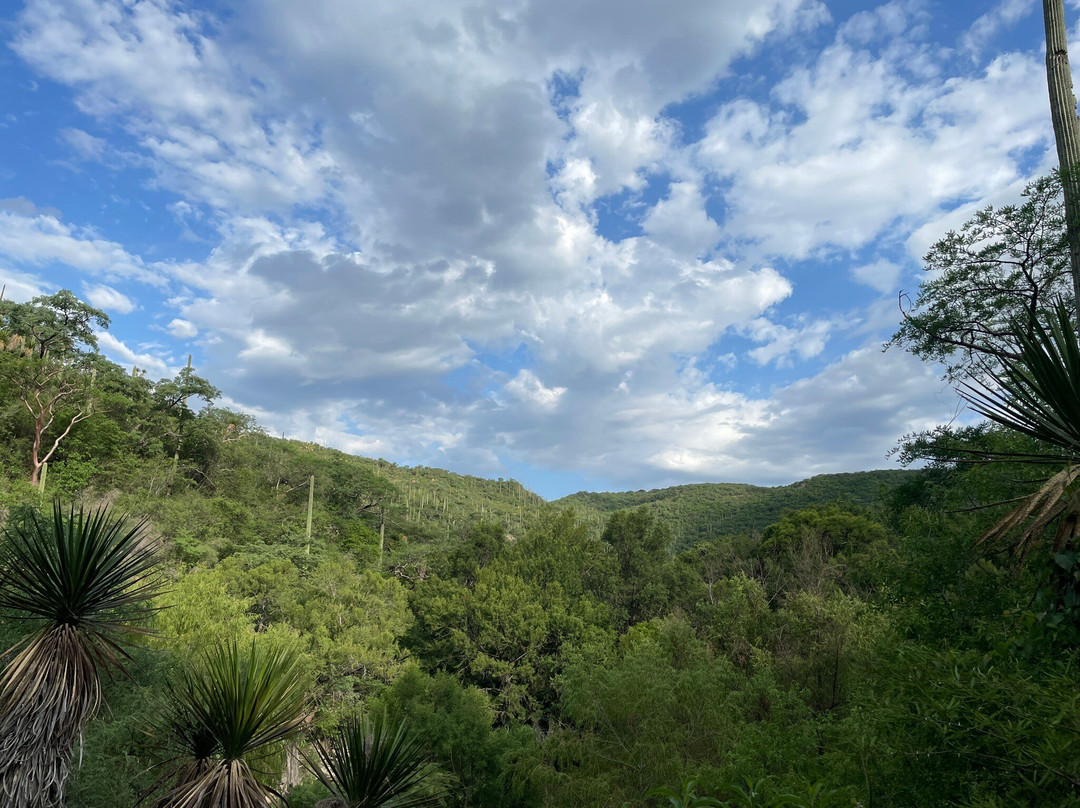 Cascadas de Ahuehuetla景点图片