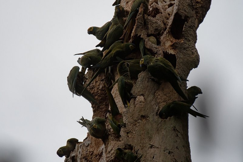 Parque Nacional del Yasuni - Fernando guia en la Amazonia景点图片