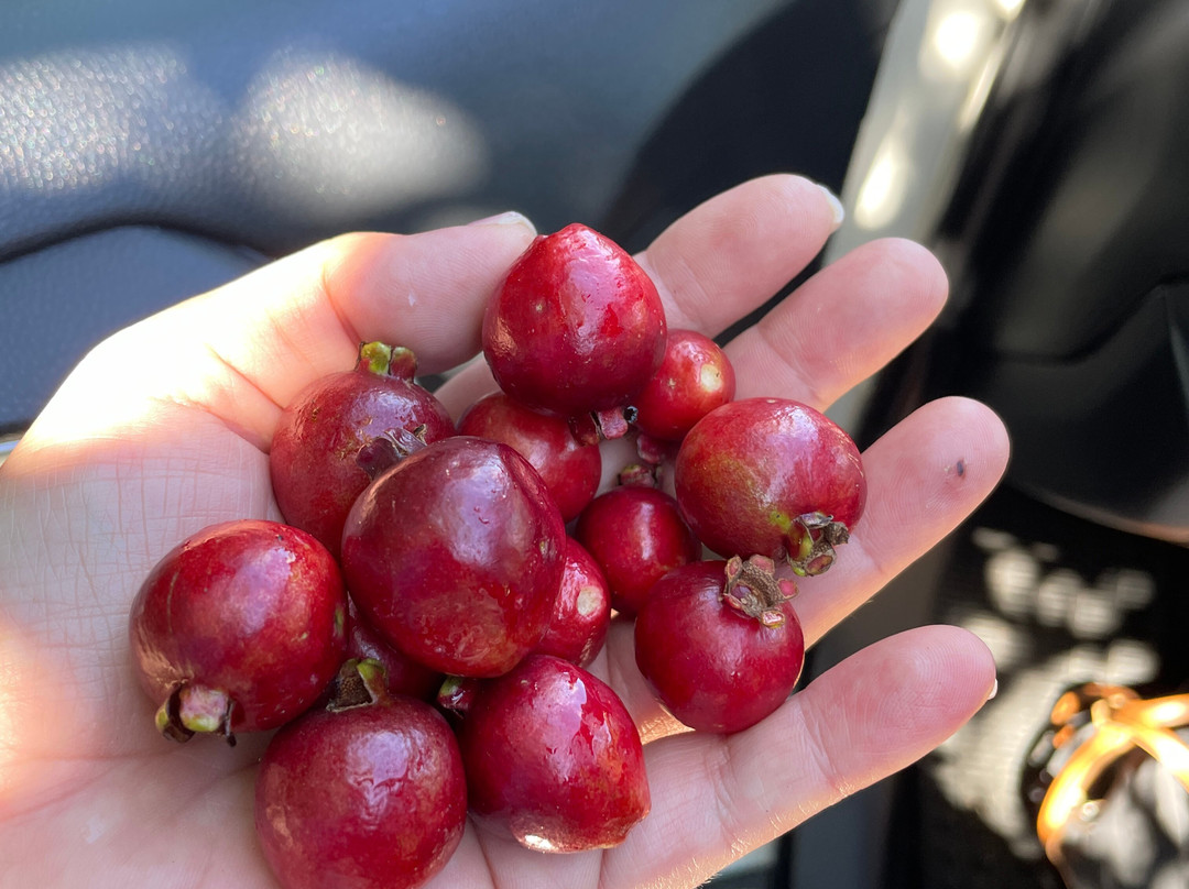 Taxi Mauritius-Baie du Tombeau必去景点