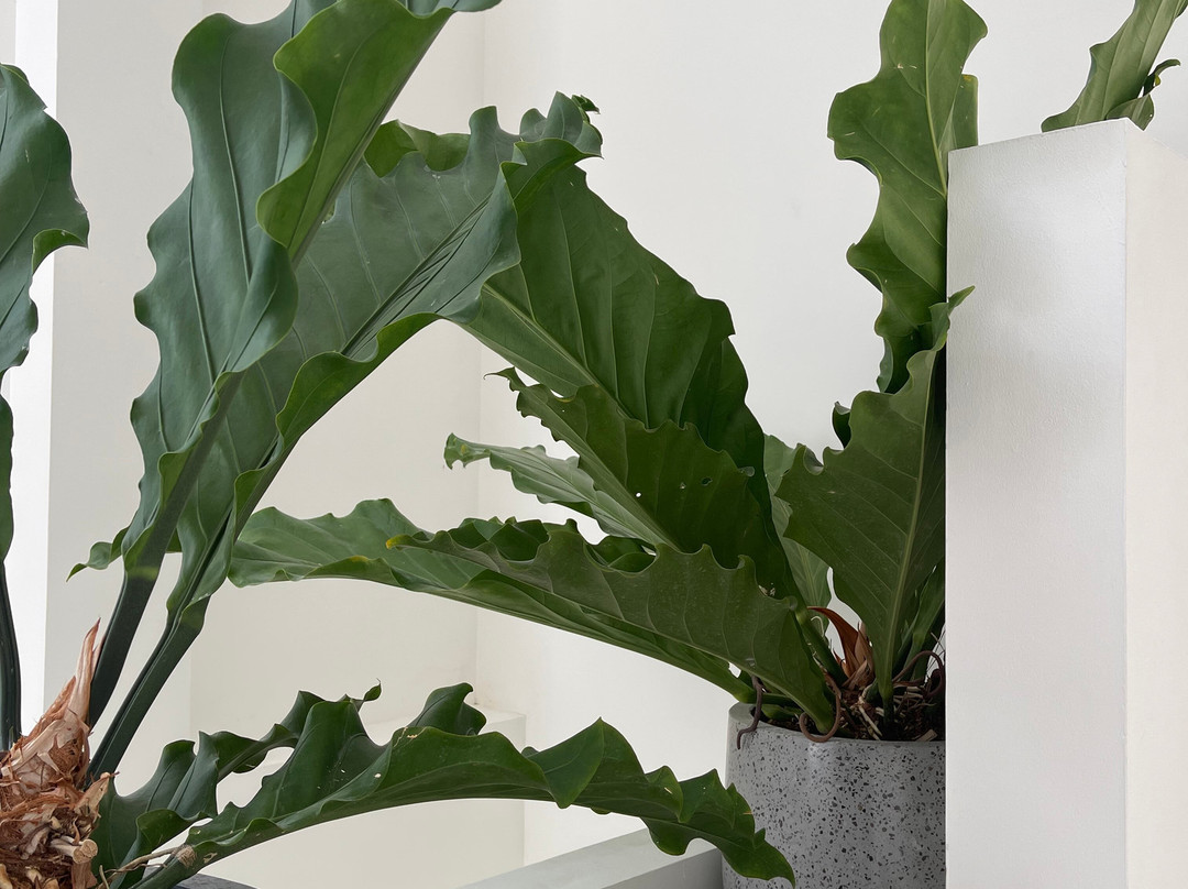 Mandala Residences主图