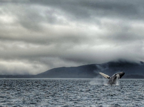 Dolphin Jet Boat Tours-朱诺必去景点
