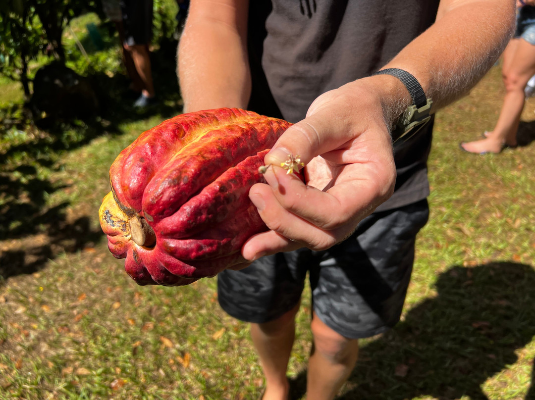 Lydgate Farms Kauai Chocolate景点图片