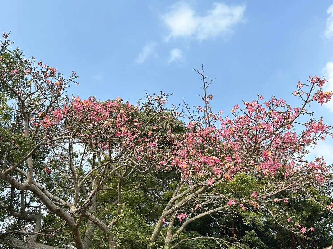 Hirara Tropical Botanical Garden-宫古岛市必去景点
