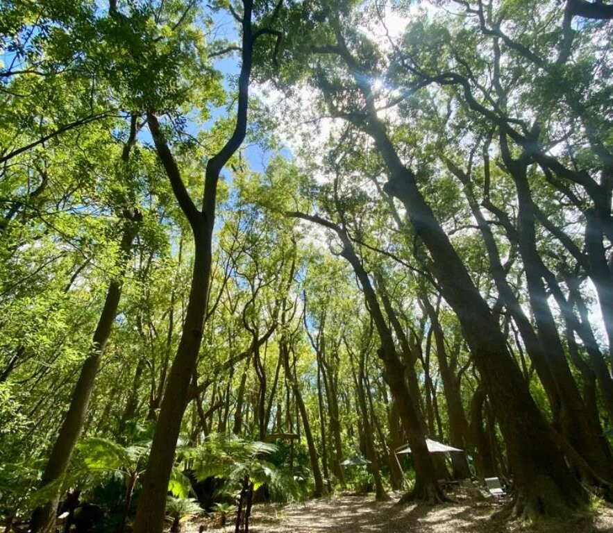 Vergelegen Picnic-西索美塞必去景点