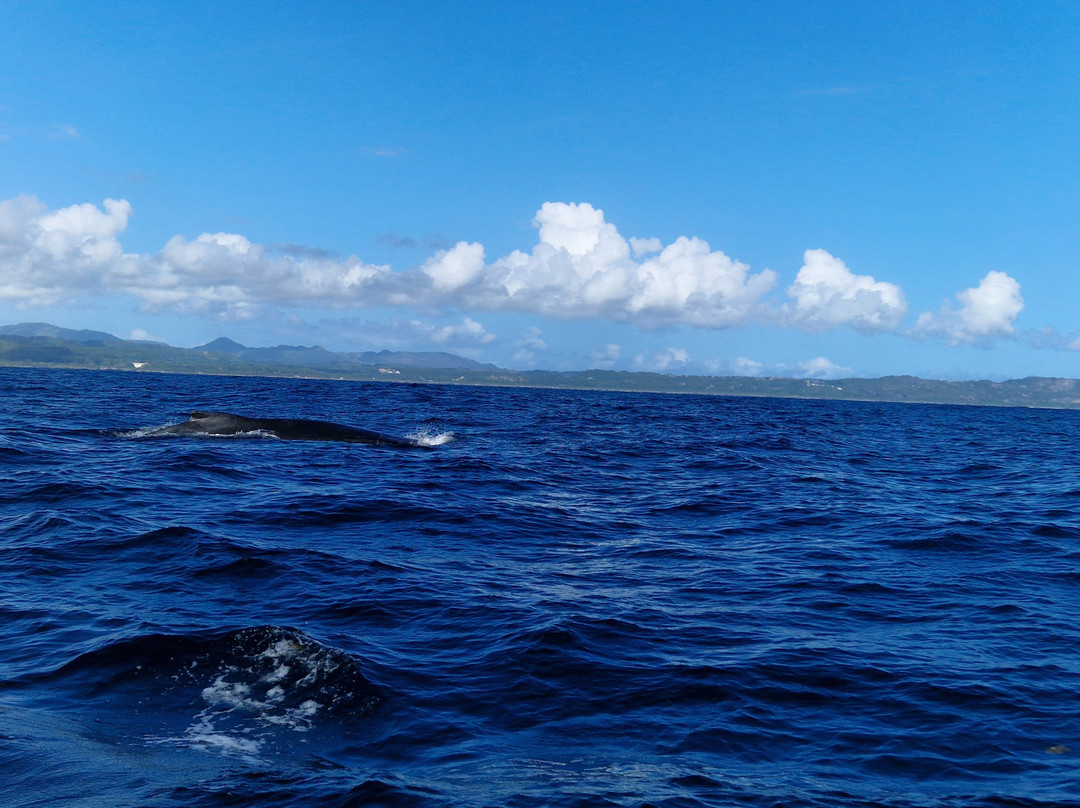 Whale Samaná With Kim-Santa Barbara de Samana必去景点