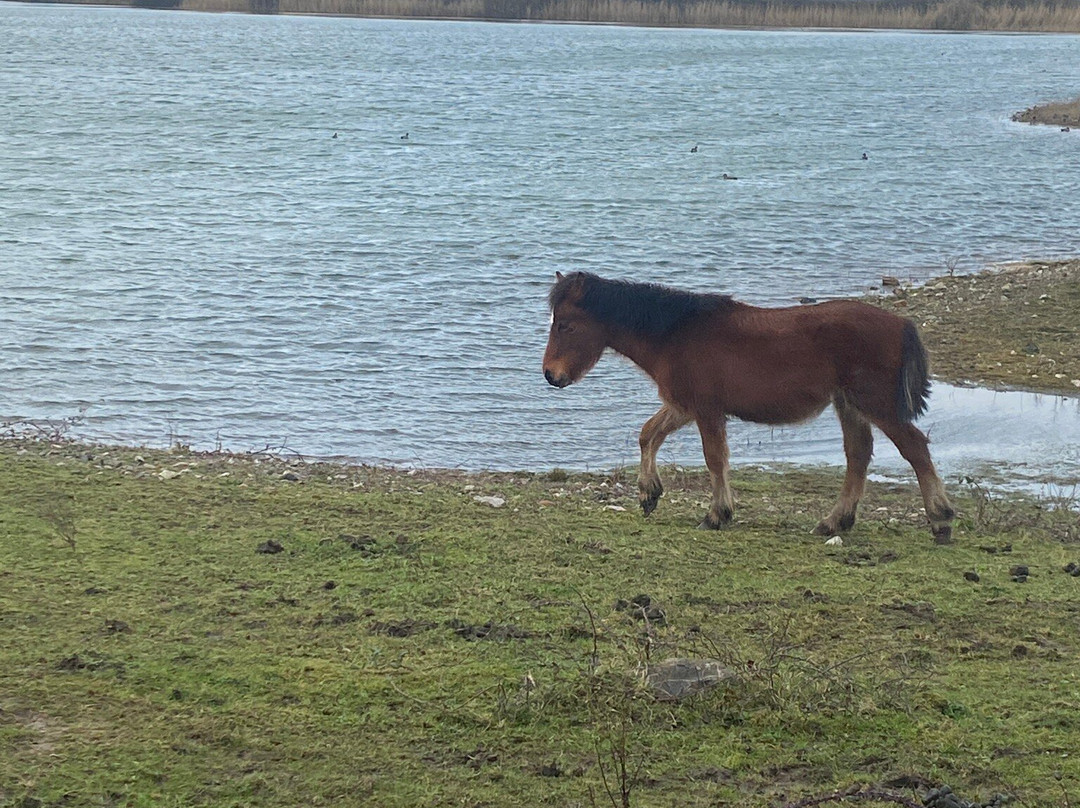 RSPB Conwy Nature Reserve景点图片