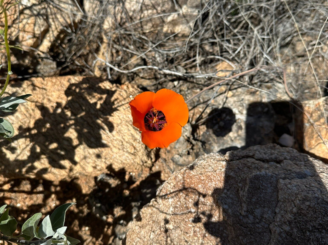 Linda Vista Trail-Oro Valley必去景点