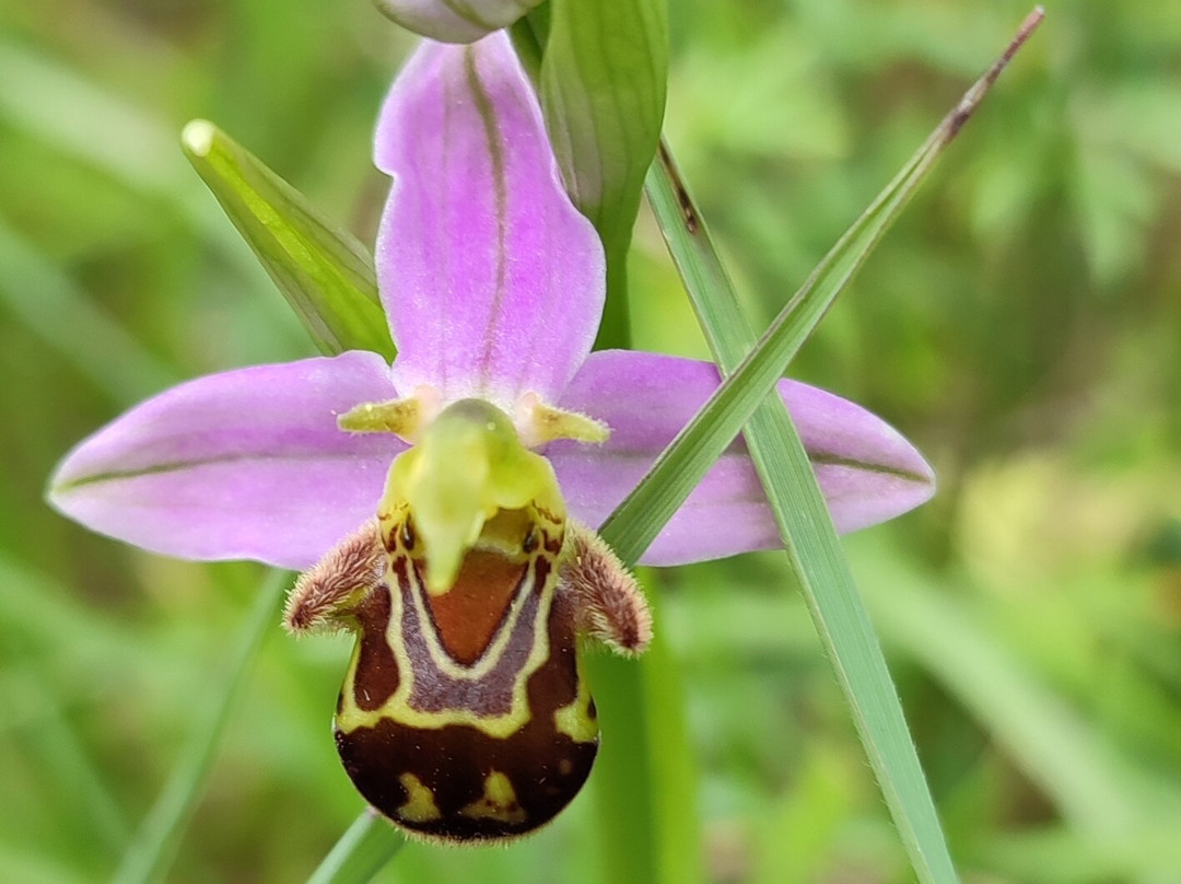 Natura Somiedo景点图片
