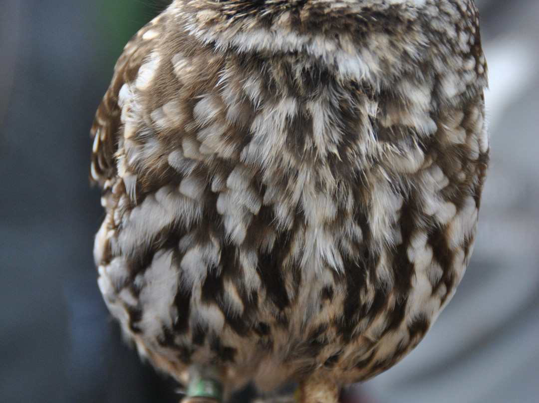 North Somerset Bird of Prey Centre景点图片