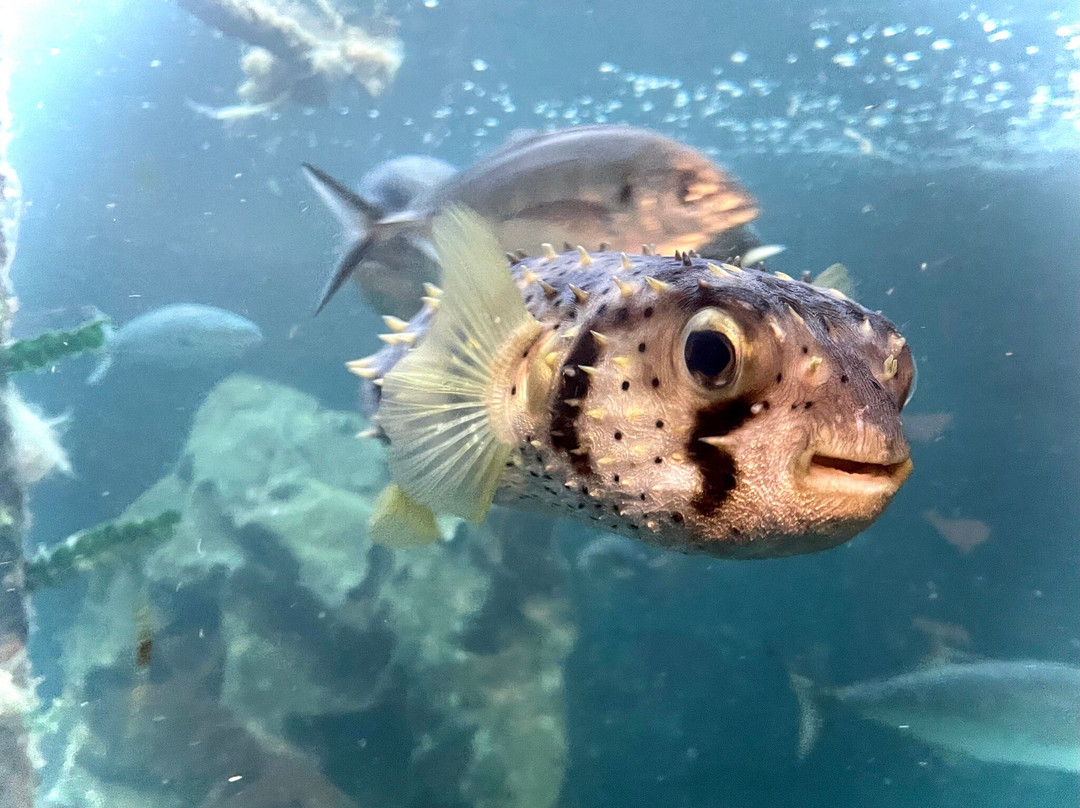 Merimbula Aquarium & Wharf-梅林布拉必去景点