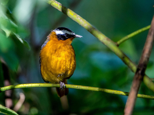 Mwendo Luxury Tours.-卡巴莱必去景点