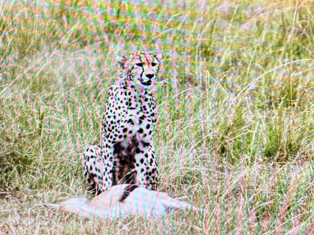 Brighte Maasai Adventures景点图片