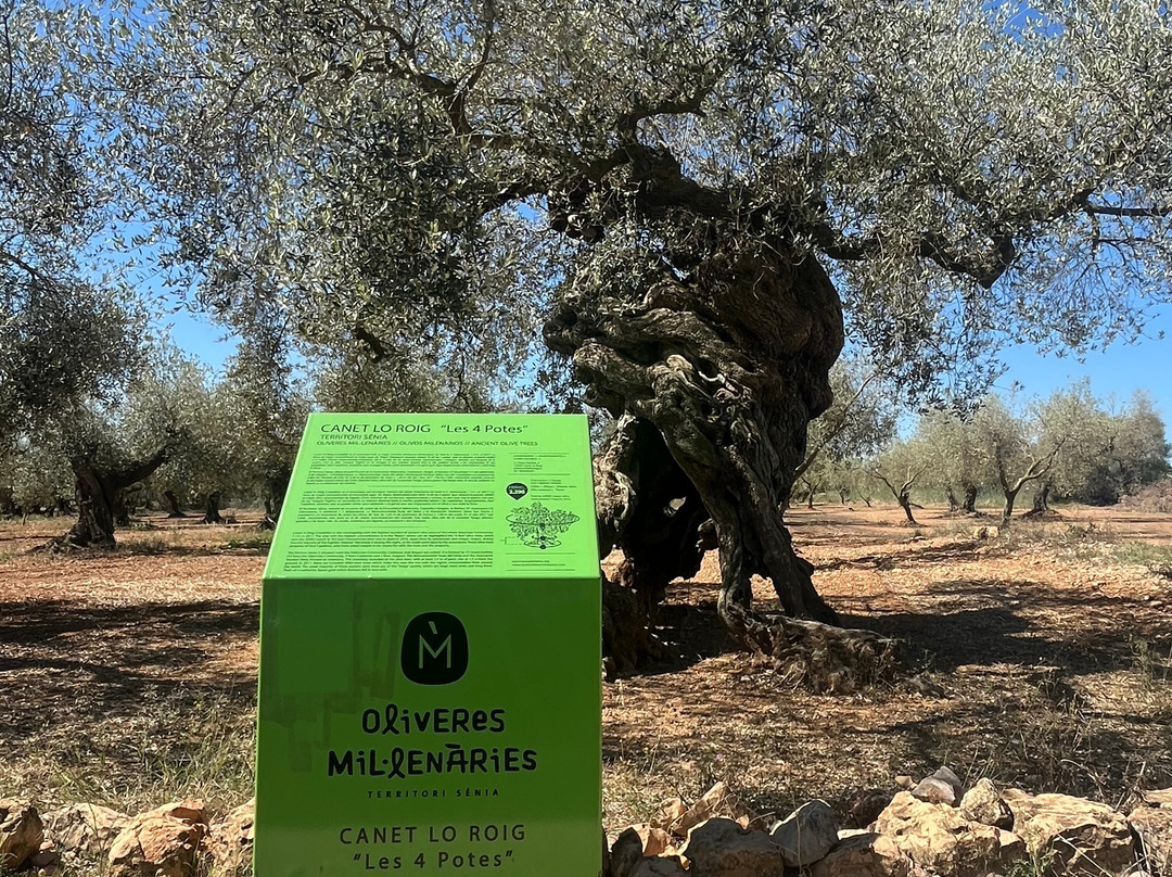 Olivera De Les Quatre Potes