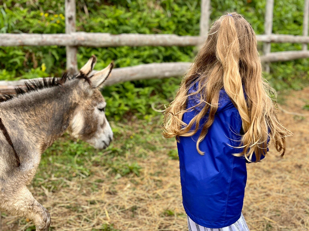 Donkeys & Friends-Agua de Alto必去景点