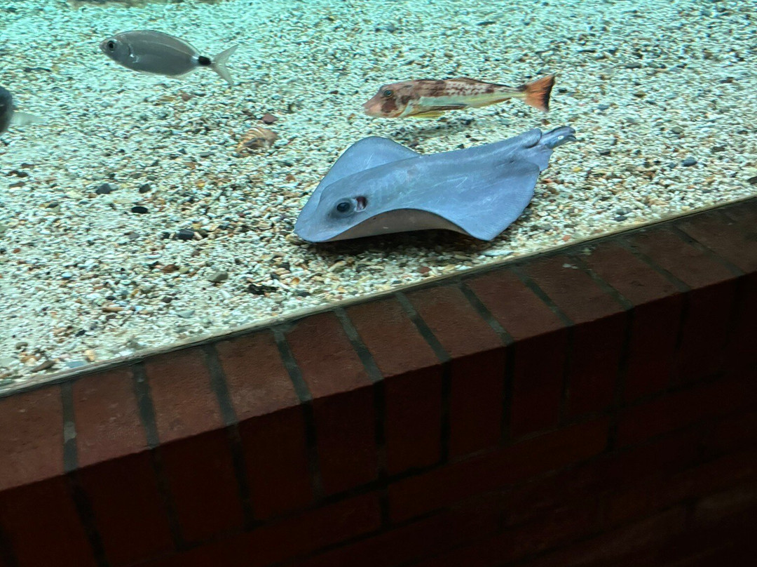 Acquario dell'Elba景点图片