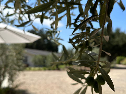 Olive + Lavender Farms-洛斯奥利沃斯必去景点