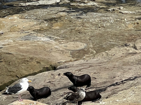 La Jolla Legendary Tours-拉荷亚必去景点