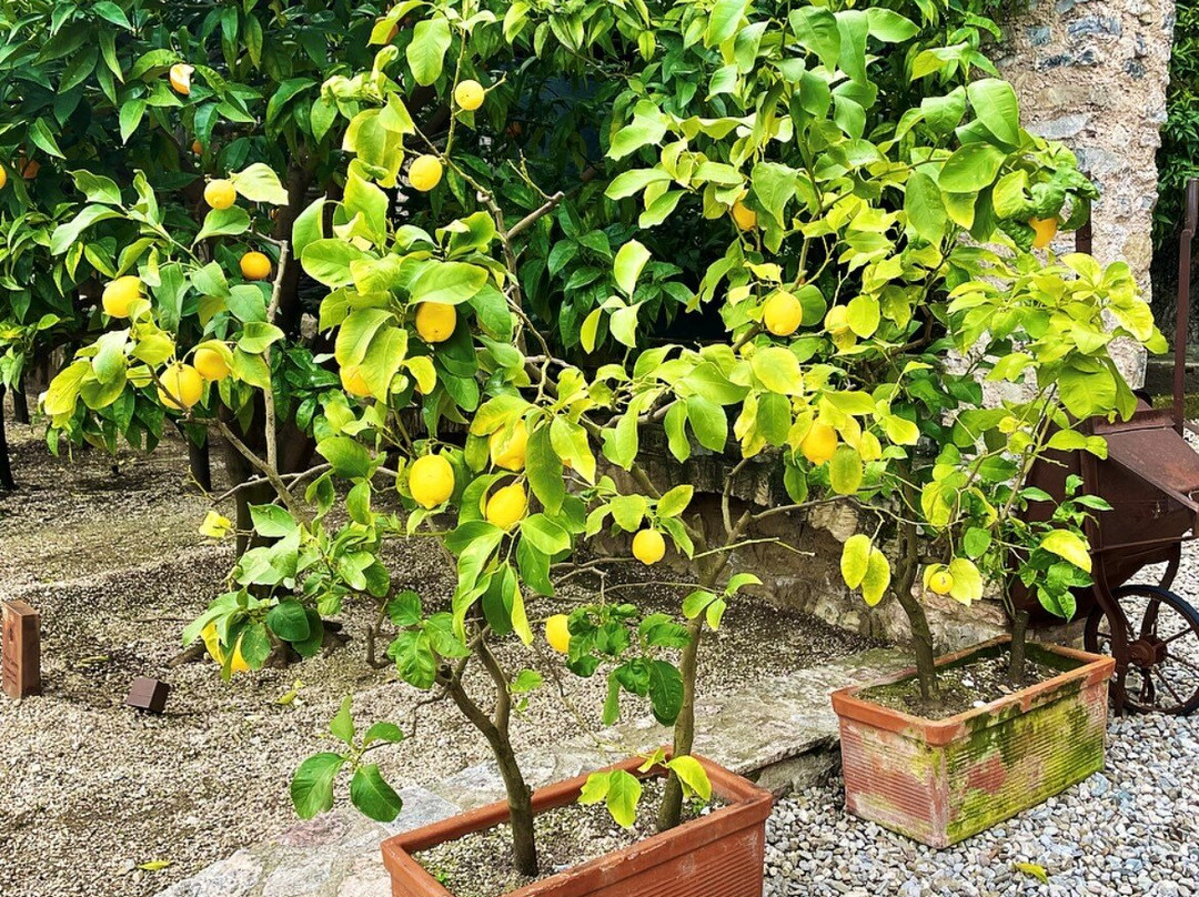 La Limonaia Del Castel景点图片
