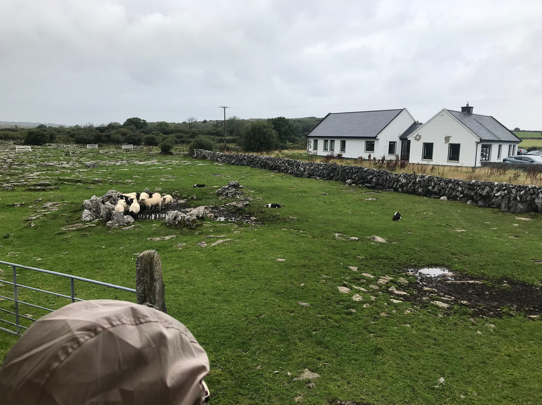 Caherconnell Stone Fort & Sheepdog Demonstrations-Caherconnell必去景点