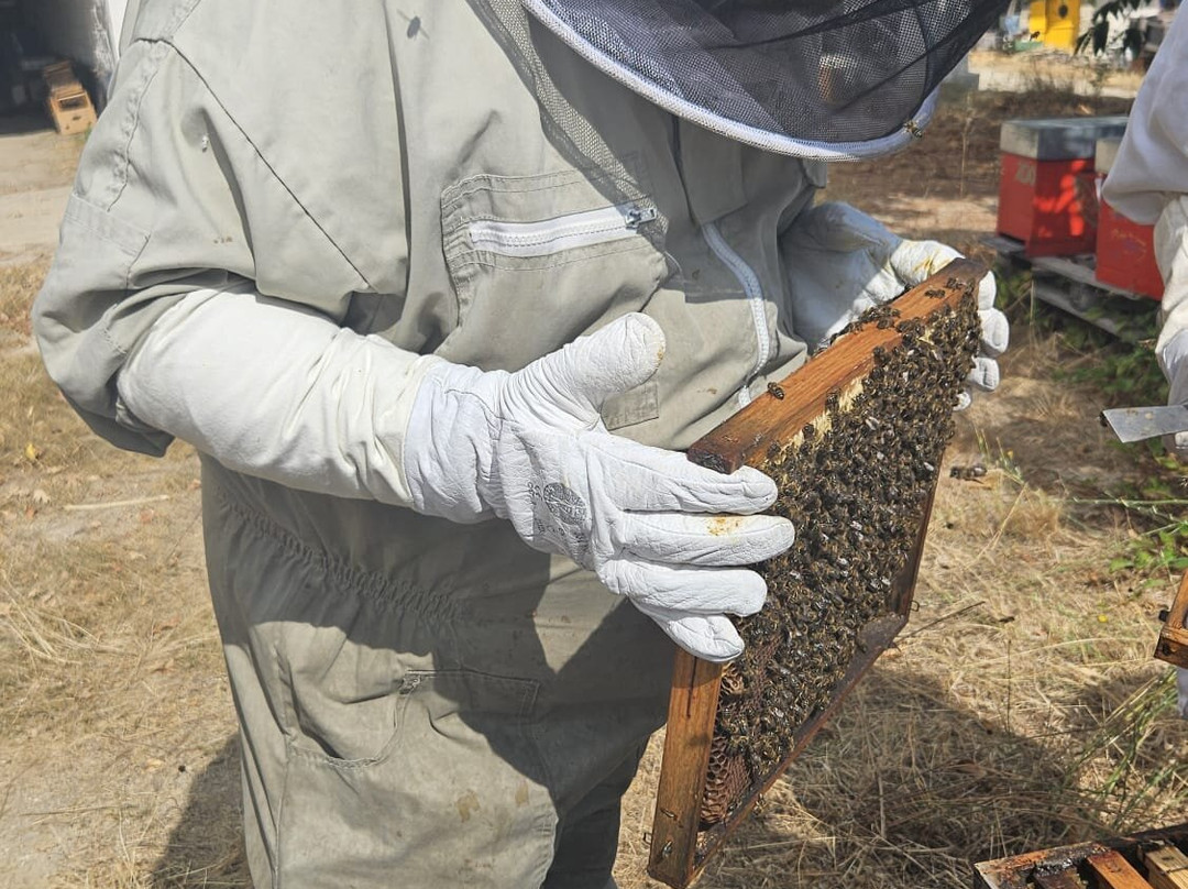 Apibericos,professional beekeepers景点图片