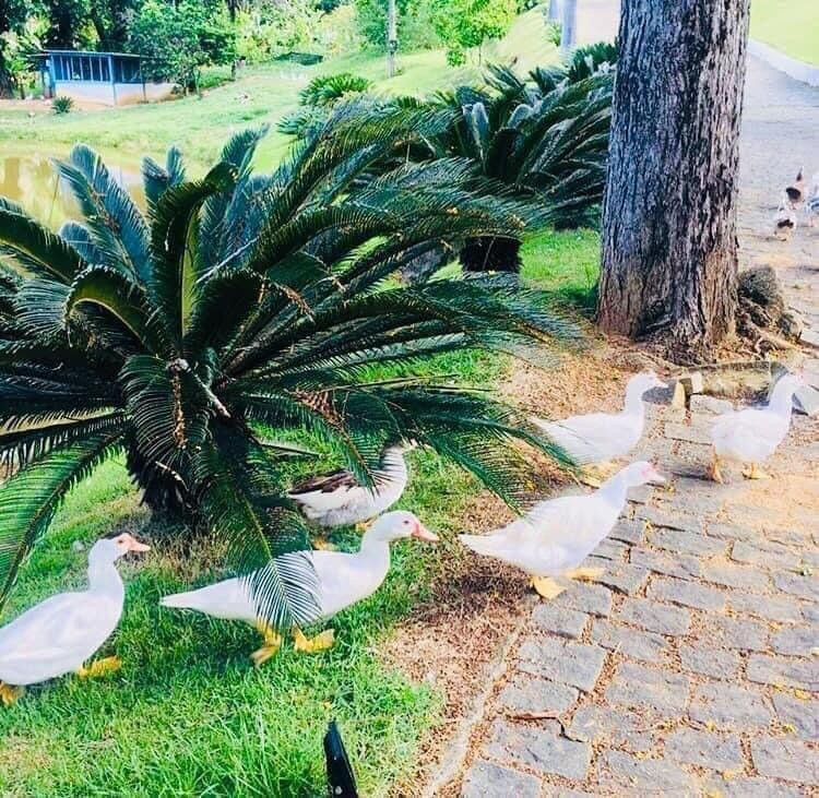 Hotel Fazenda Raposo主图