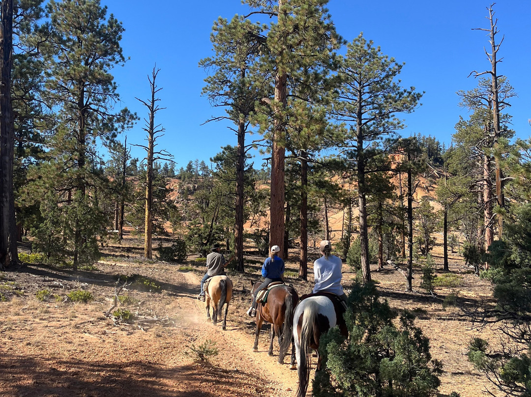 布莱斯峡谷松树酒店主图