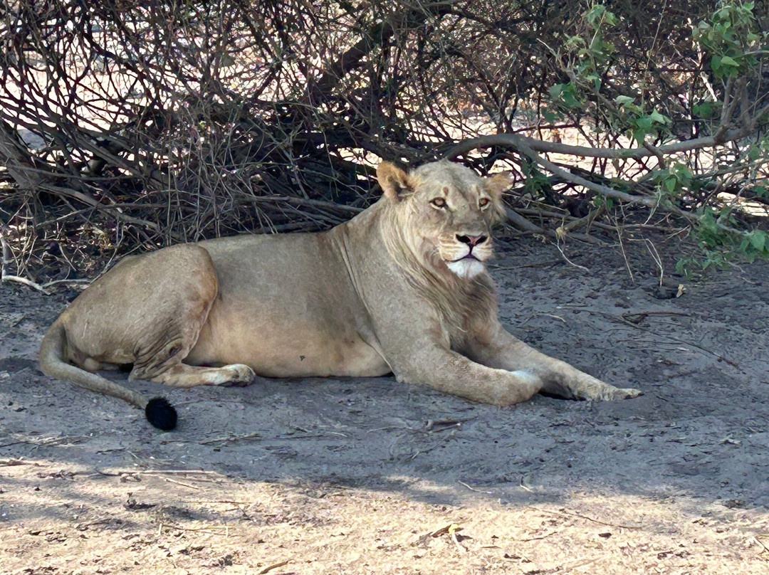 Chobe Day Trips景点图片