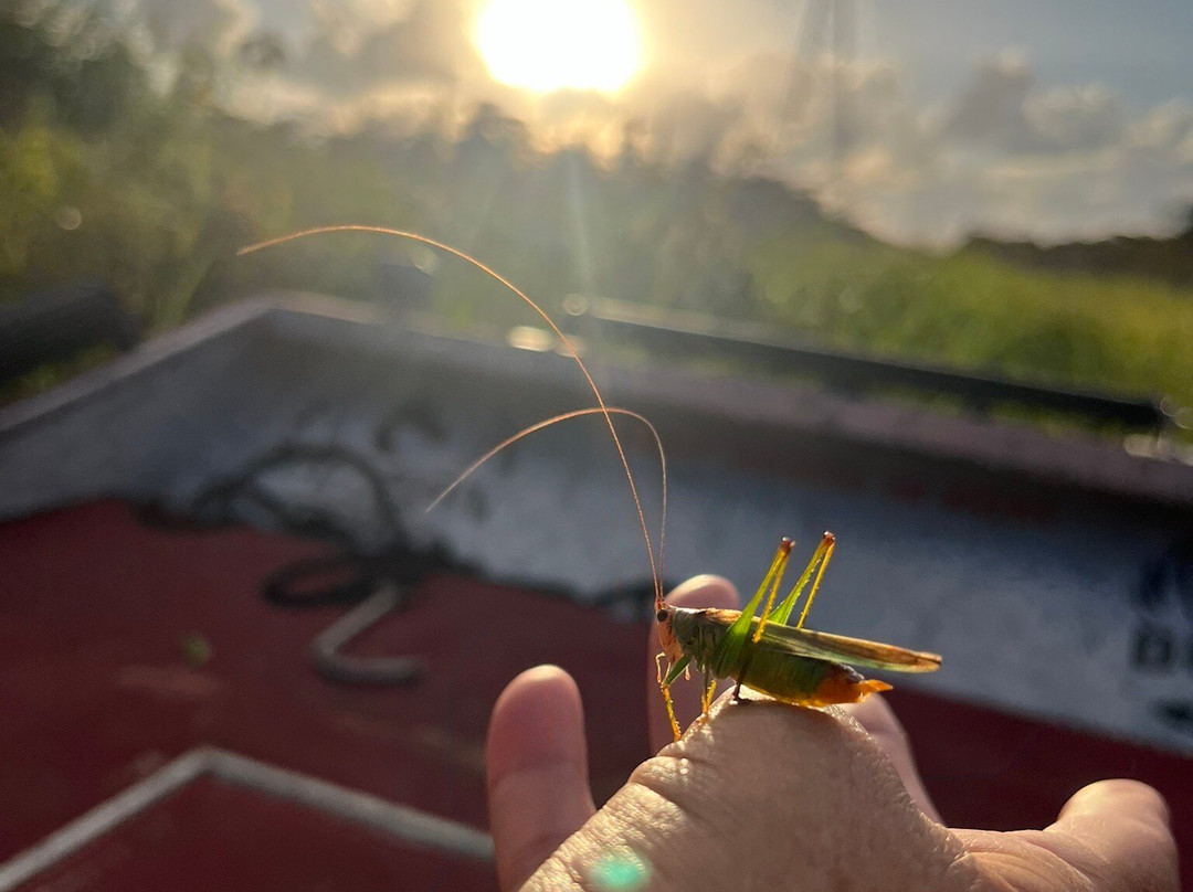 Dragon Lady Airboats-奥兰治必去景点