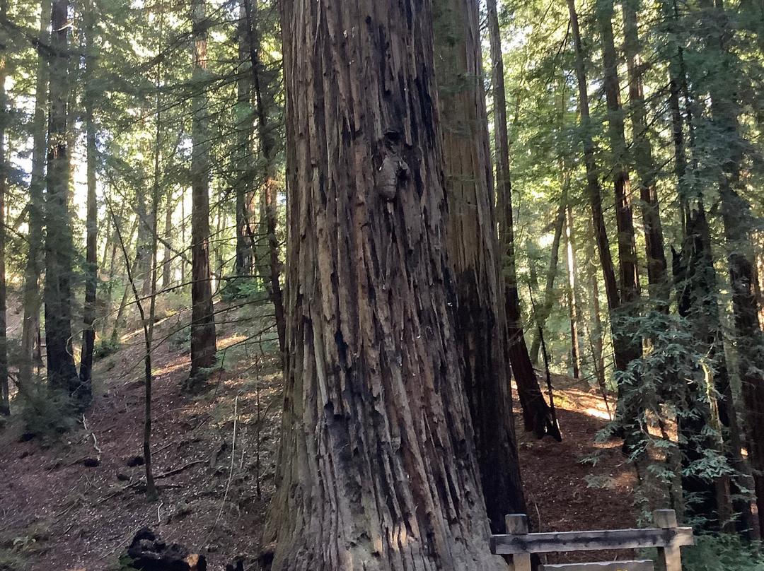 Armstrong Redwood State Reserve景点图片