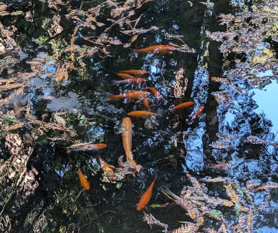 Pogonip-圣克鲁斯必去景点