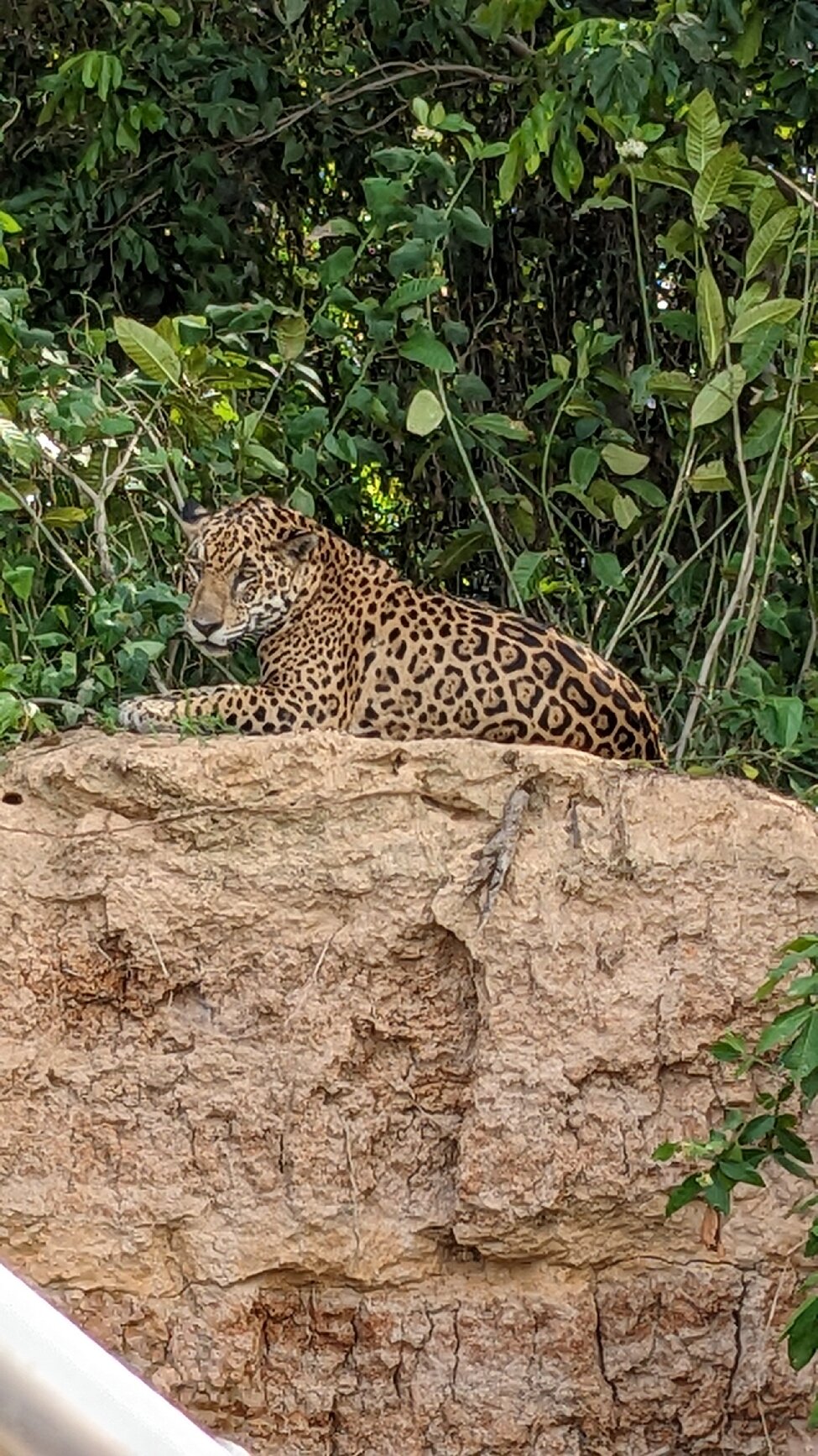 Hotel Ueso Pantanal-官方
