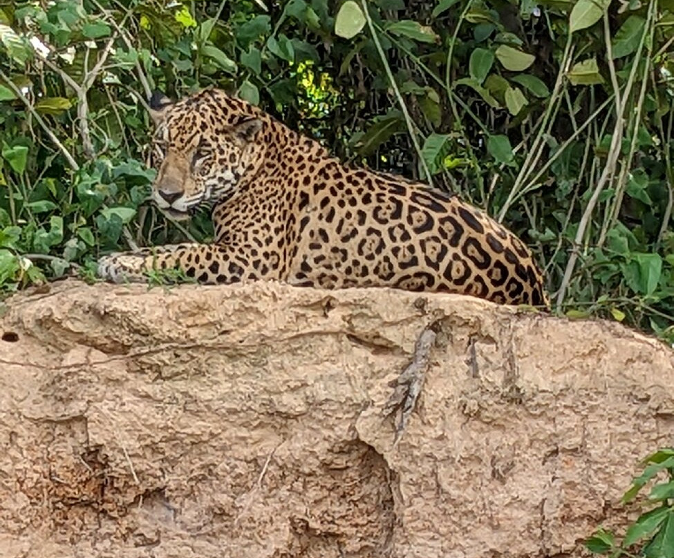 Hotel Ueso Pantanal主图