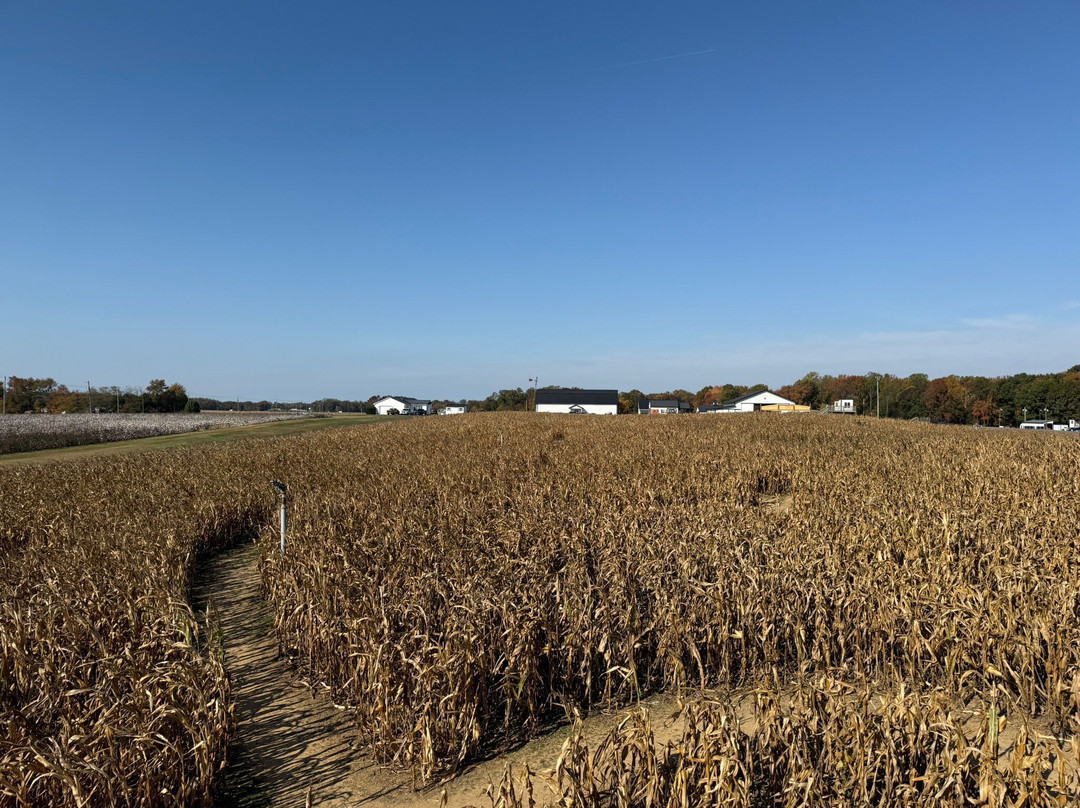 Bowles Farm Corn Maze-Clements必去景点
