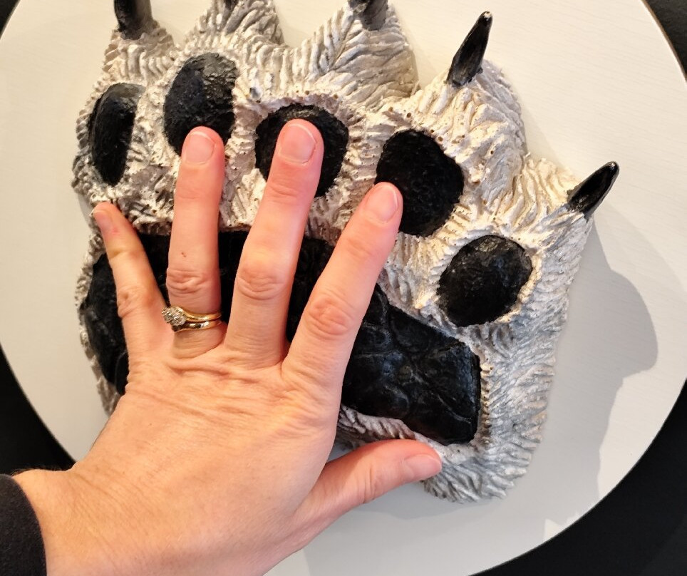 Polar Bears International-丘吉尔必去景点