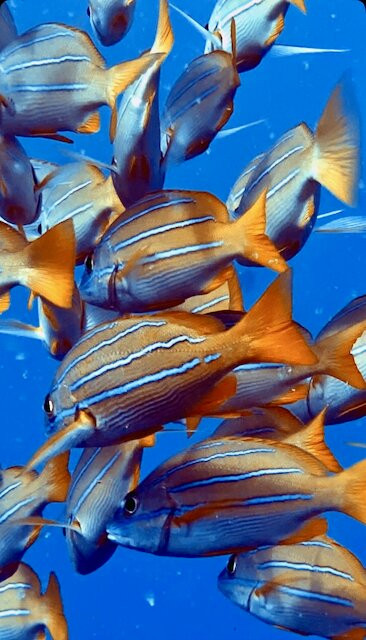 Blue Wilderness Dive Adventures-威可洛亚必去景点