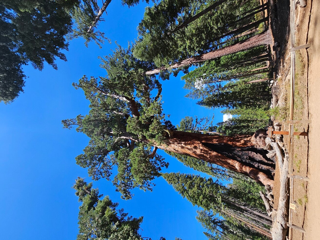 Mariposa Grove of Giant Sequoias景点图片