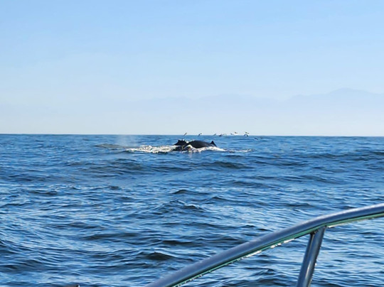 Vallarta Surf n' Dive-瓦拉塔港必去景点