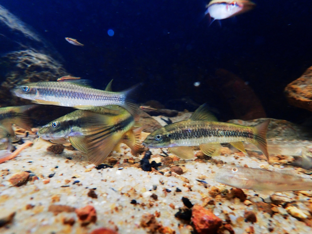 Andahalena Ella Waterfall-Elpitiya必去景点