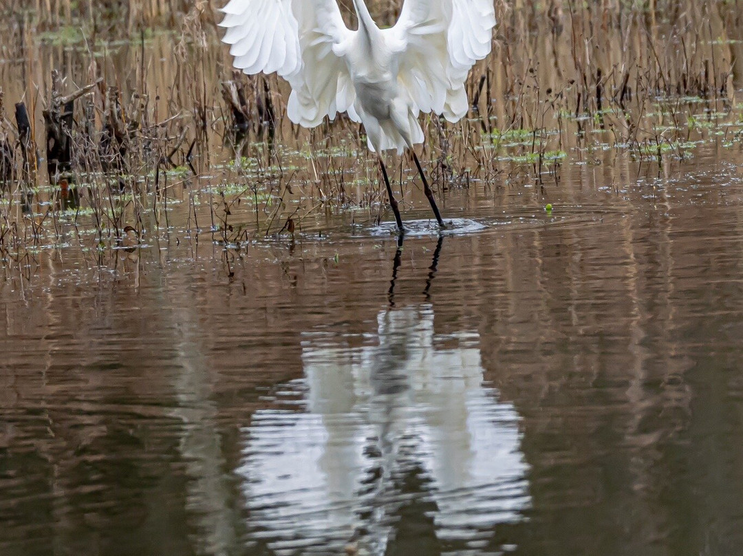 Whisby Nature Park景点图片