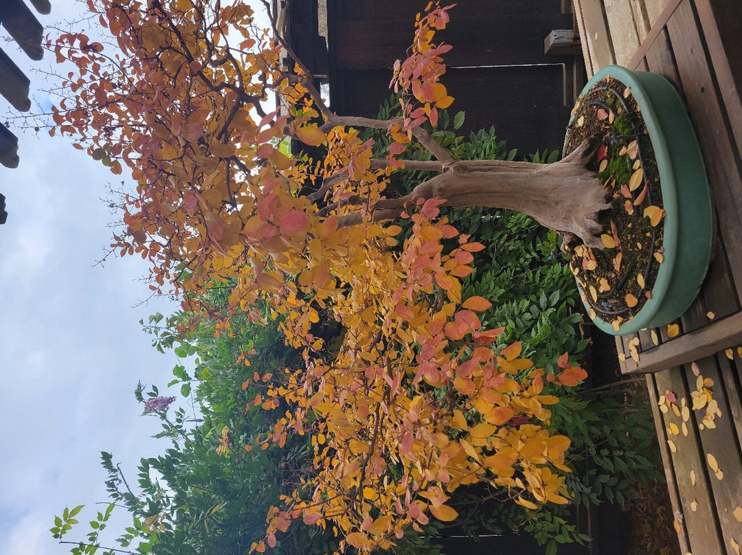 Clark Bonsai Museum-弗雷斯诺必去景点