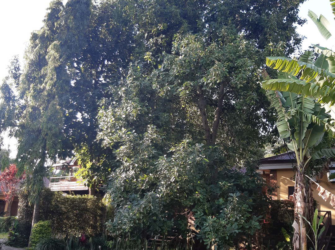 Ambureni Coffee Lodge主图