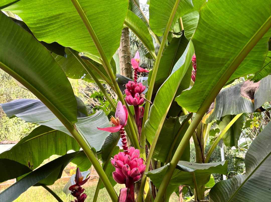 Kerala Farm景点图片