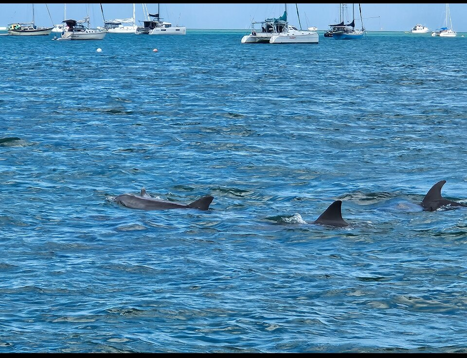 Cruisin’ Tikis KeyWest-基韦斯特必去景点