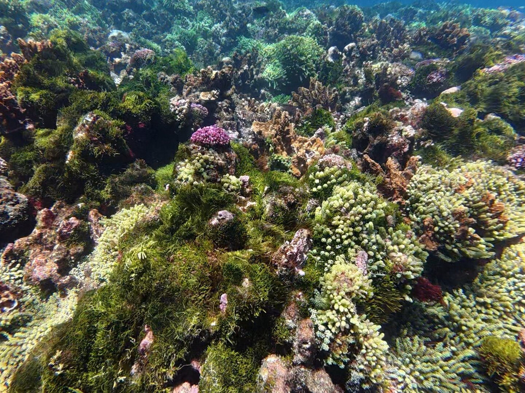 Lord Howe Environmental Tours-豪勋爵群岛必去景点