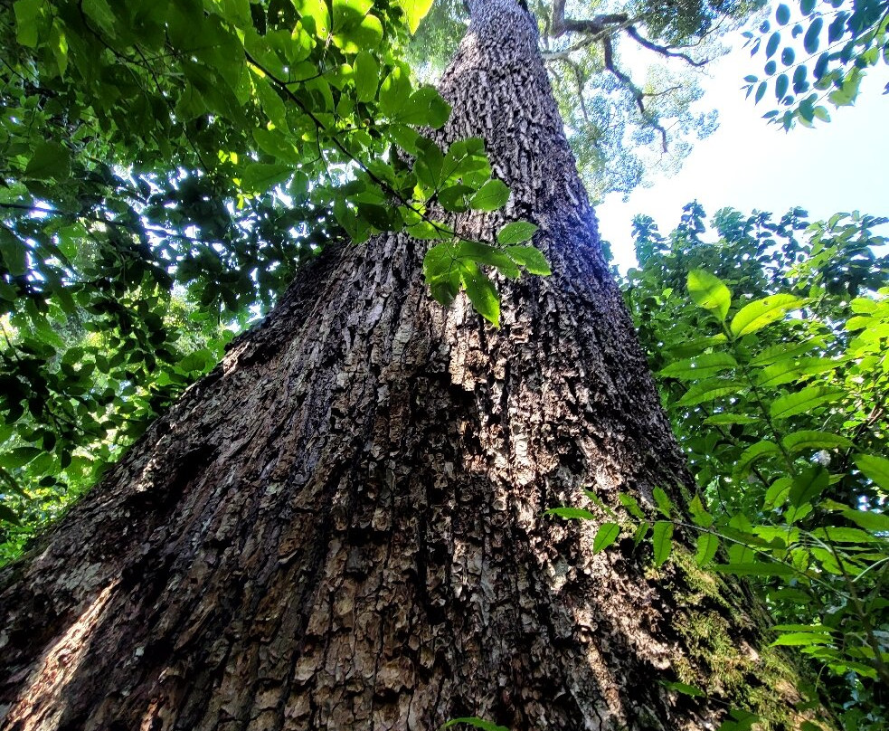 Parque Estadual Porto Ferreira-Porto Ferreira必去景点