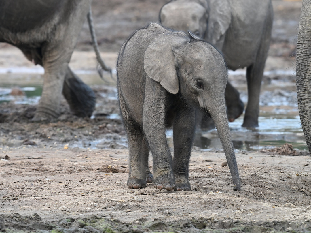 Dzanga-Sangha Reserve-Bayanga必去景点
