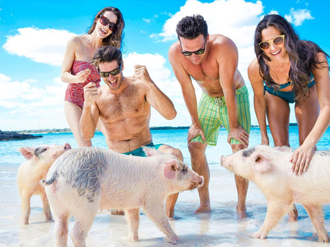 4 Island Tour, Swimming Pigs, turtles, Harbour Tour & snorkeling-拿骚必去景点